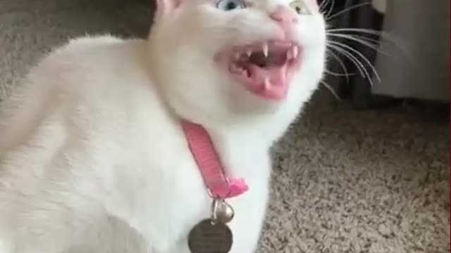 Funny Cat singing for fun