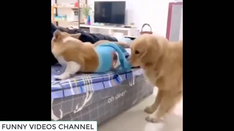 Funniest Dogs and Cats - Awesome Funny Pet Animals Videos #9