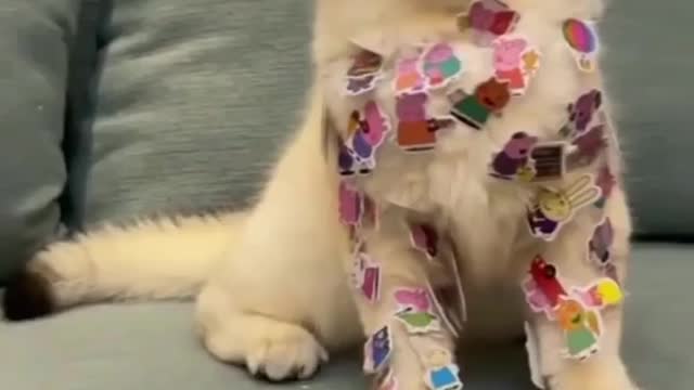 Why do humans bother cats?