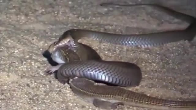 Wlid snake fight