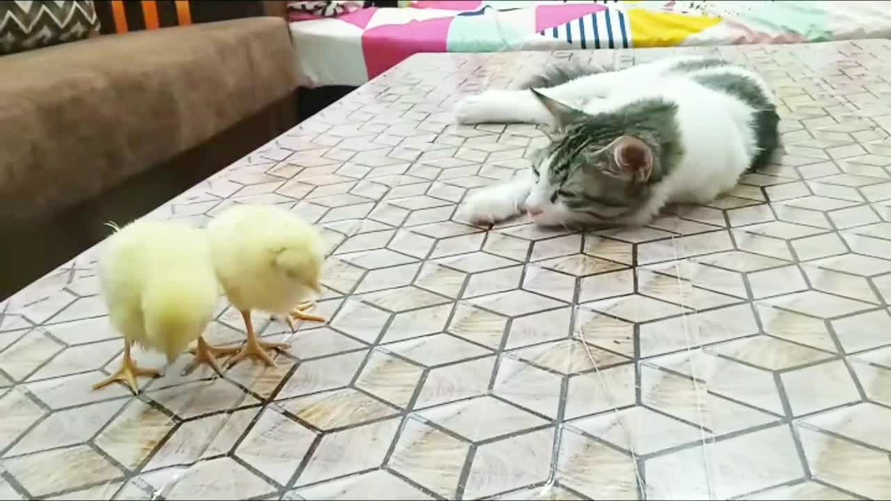 Kitten vs chick🐣🐤