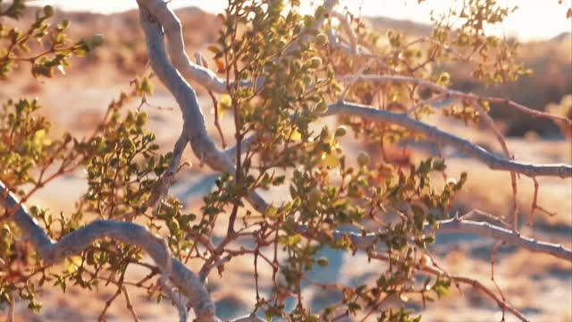 Anza Borrego