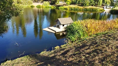 The beauty of autumn and the tranquility of the pond 🌅🍂