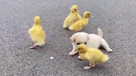 Video dog