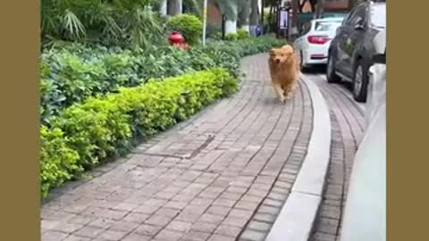 Smart dogs trying to chatch a thife
