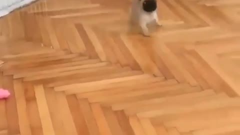 "Me no resist to toys since the beginning. 🎾🔊" 😄