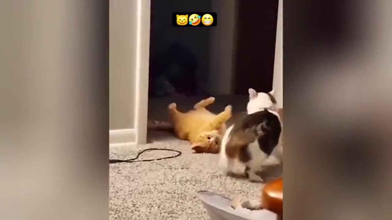 "Hilarious Animal Antics: A Must-See Compilation!"