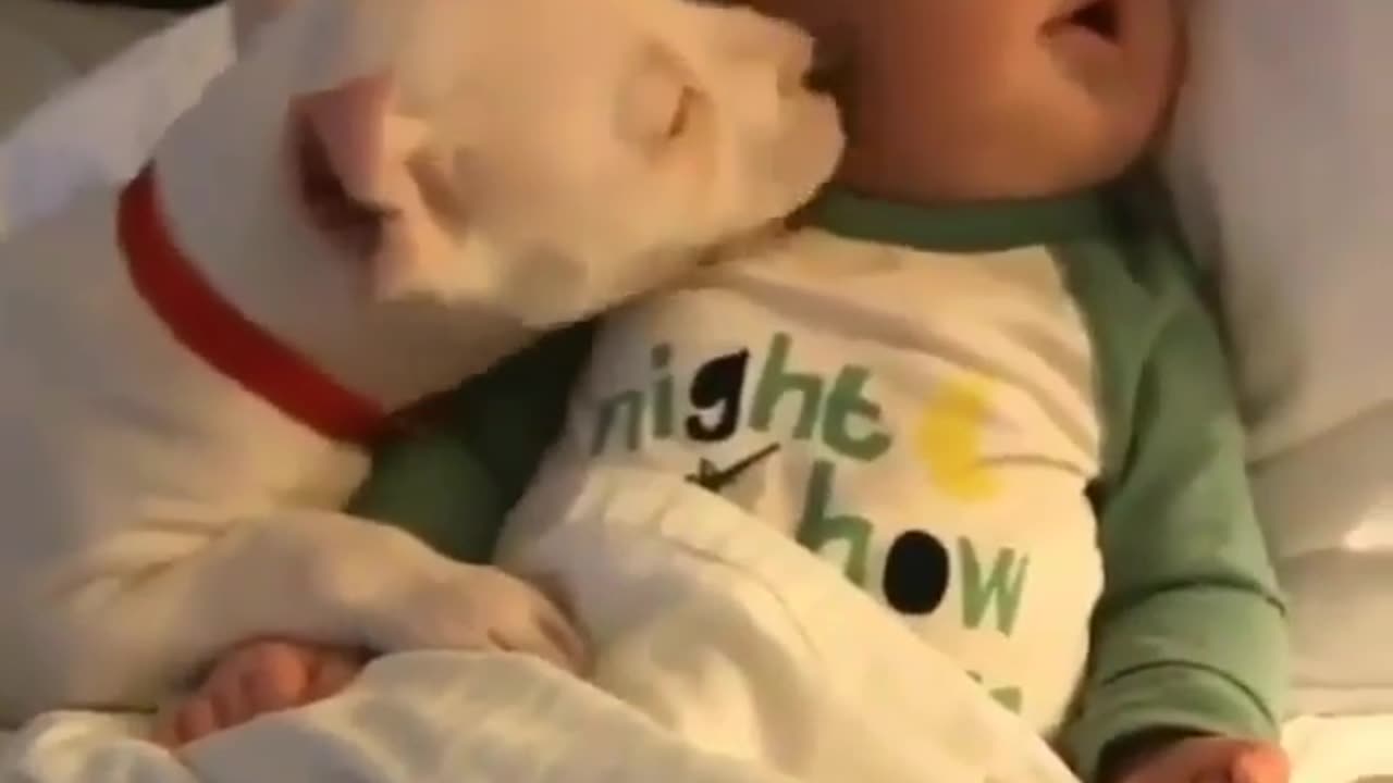 Dog taking care of a baby.