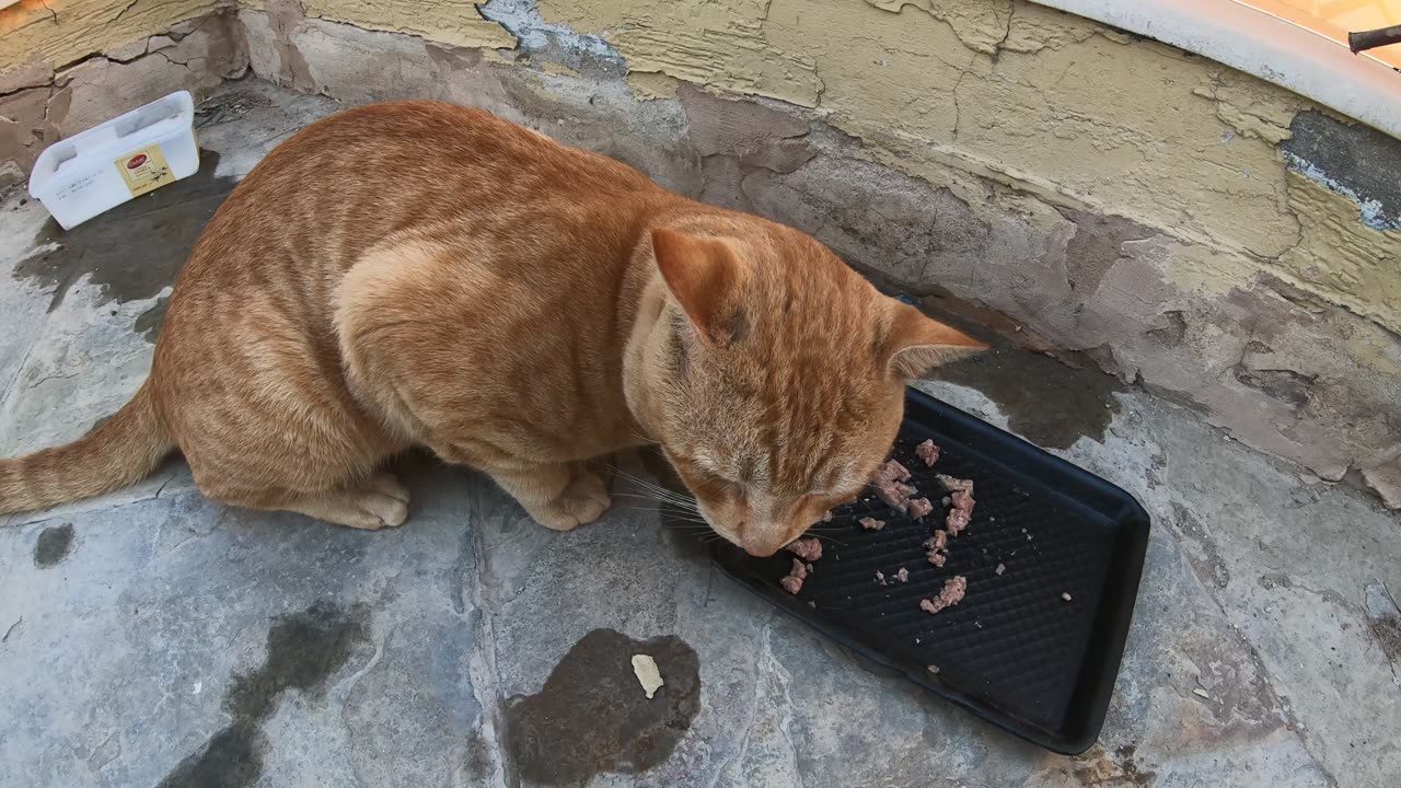 MICHAEL JACKSON & ED SHEERAN - Homeless cats in Ras Al Khaimah, UAE #cat #EdSheeran #MichaelJackson