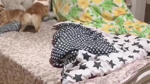 Can't stop laughing animals cats and dogs🐈😺 Cute #66💋🥺