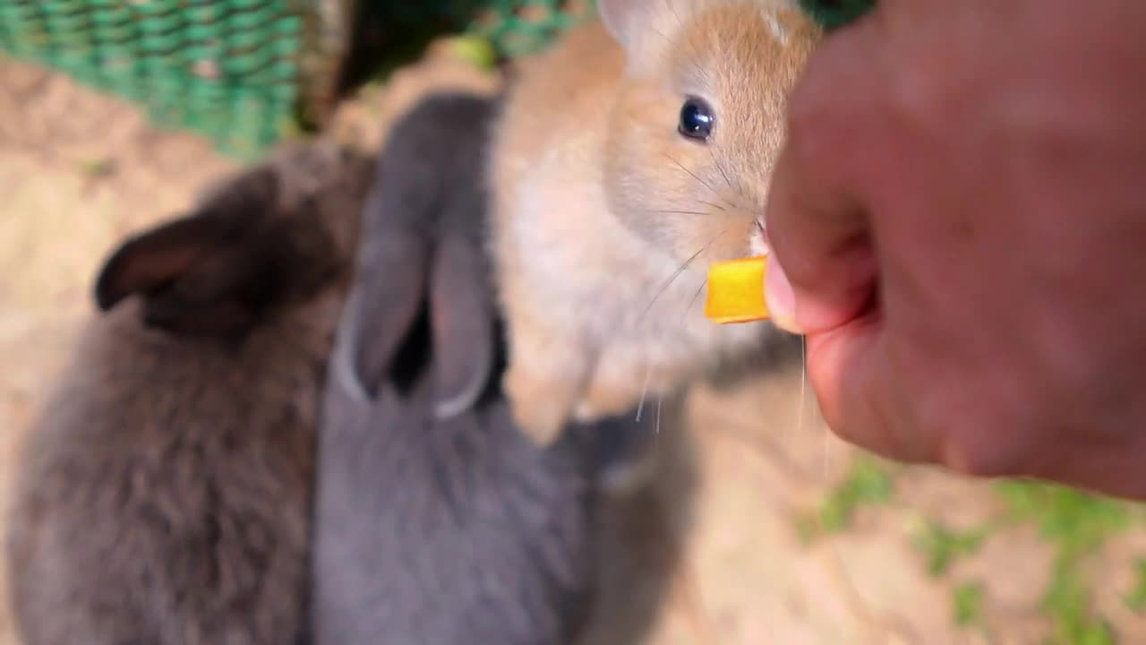 Feeding Cute Rabbit with Carrot from Human Hands