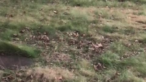Bold Coyote in the backyard