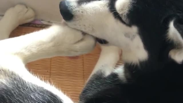 Silly Husky