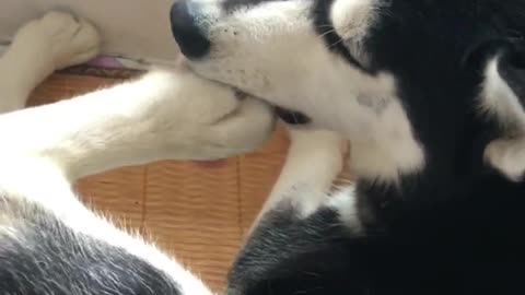 Silly Husky