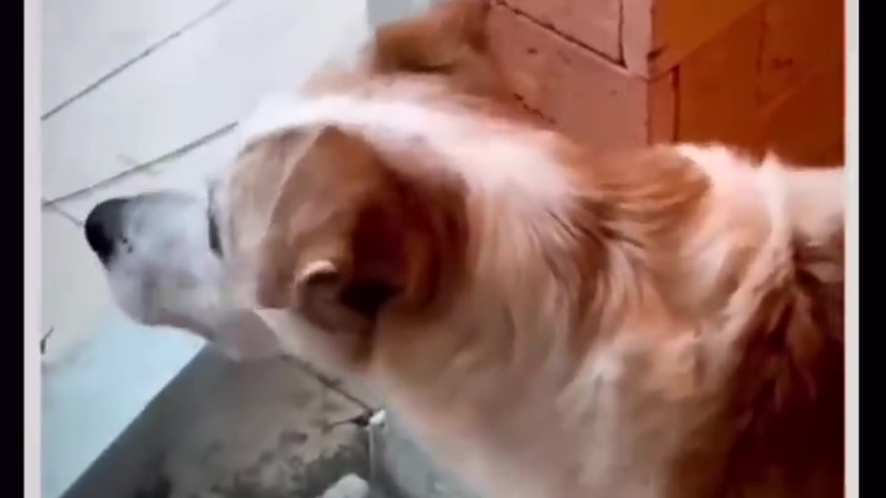 Funny animals video