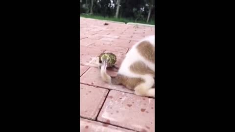 Cute & Funny Animals Compilation Ep 15