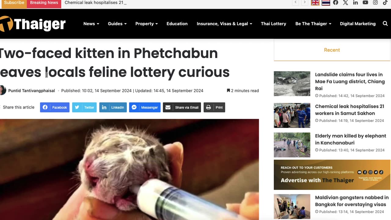 Jason W Chan's Take - Freedom Fighter: Two-faced kitten leaves locals feline lottery curious