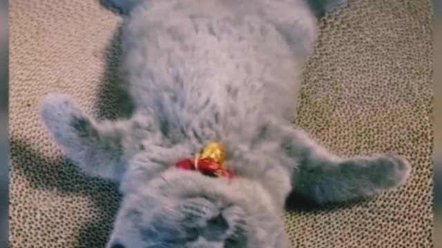 Baby cats is the heartest try not laugh challenge