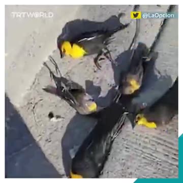 🇲🇽 In Messico, una grossa parte di uno stormo di uccelli è improvvisamente deceduta