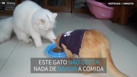 Este gato nunca aprendeu a dividir comida!