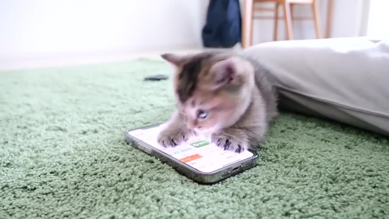 Kitten Kiki is obsessed with daddy cat's tail!