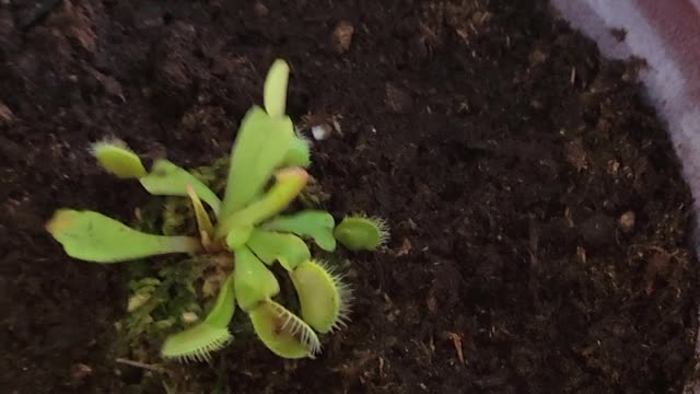 Venus Fly Trap Science project
