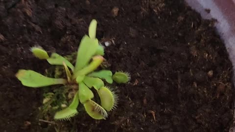 Venus Fly Trap Science project