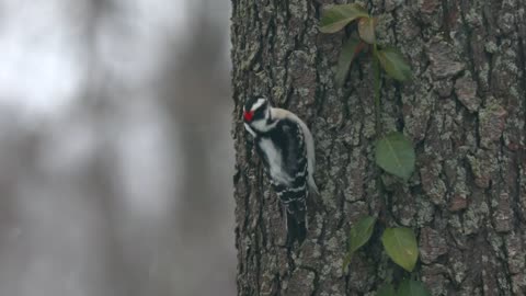 Downy Woodpecker On A Snowy Day