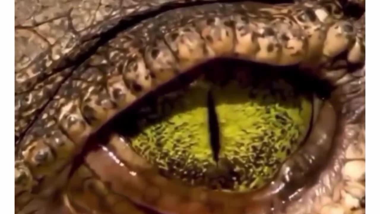 Crocodile eyes are the most advanced #shorts #shortvideo #video #virals #videoviral