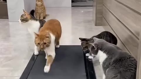 cat viral video