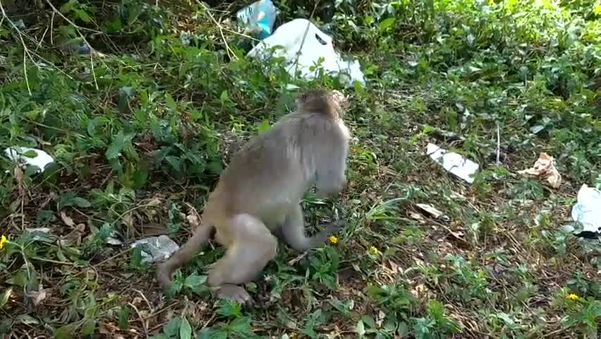 What is this monkey doing?