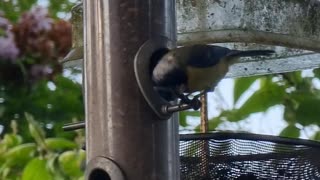 Blue tit feeding from my bird feeders