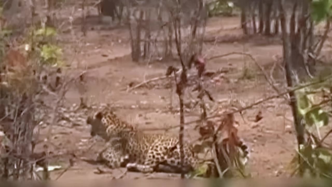 12 Leopard Encounters You Should Avoid Watching