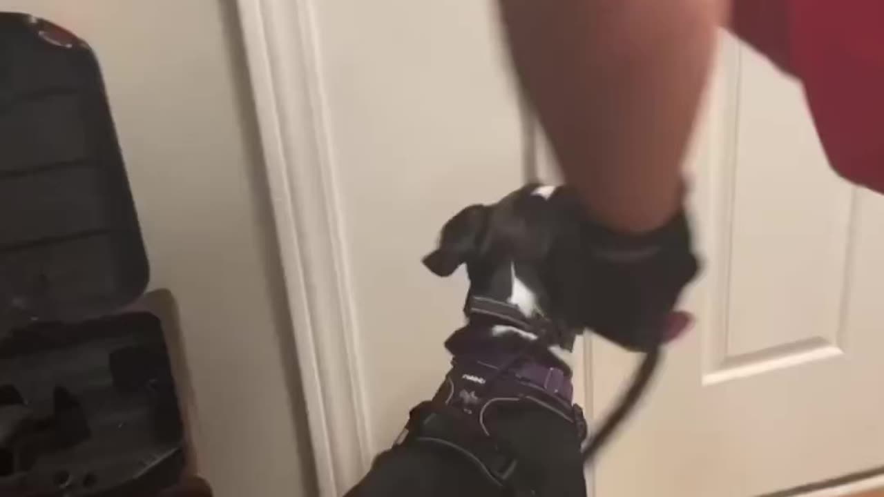 These Zoomies went from 0-60 real quick 😁😁😁😁