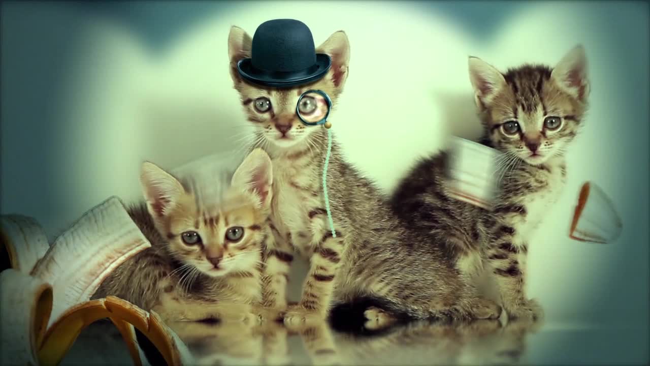 cute kittens with hat