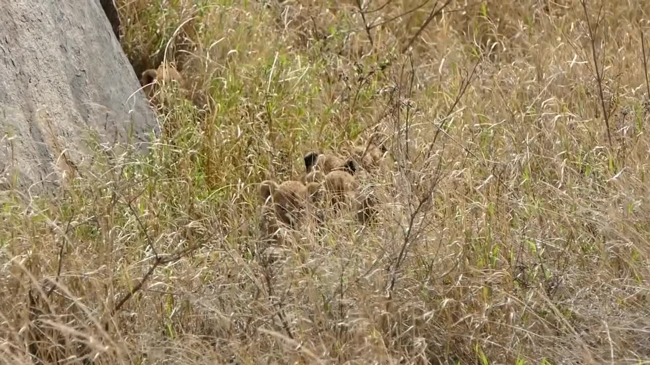 DORABLE! SIX LION CUBS enjoy their first outdoor adventure