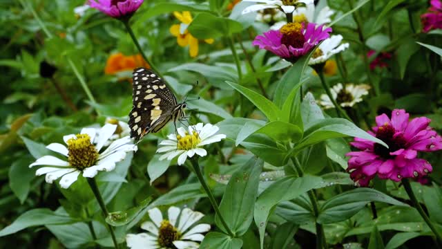 Butterfly flying on flowers