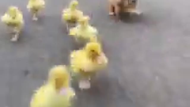 puppy running with chicks