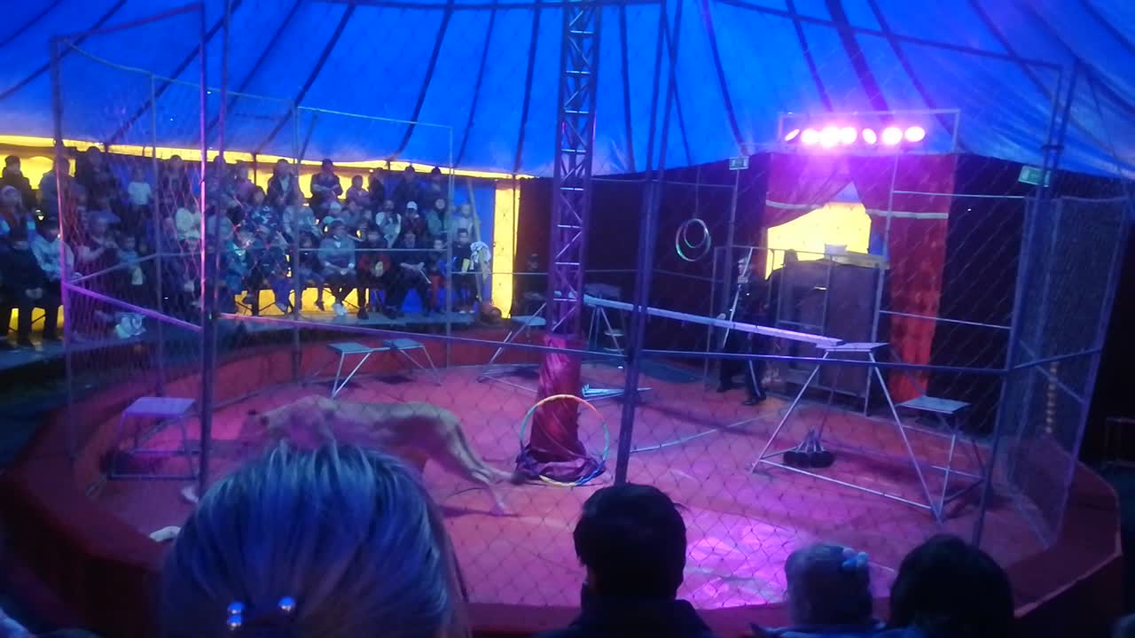 Lioness Turns on Trainer During Russian Circus Performance