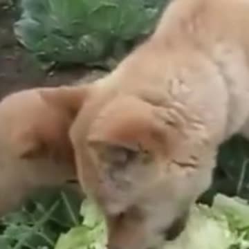 Mother Dog Teach Baby Dog How To Be Vegetarian