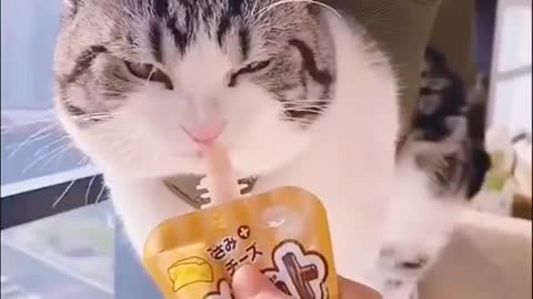 Cute Cat Videos 😻