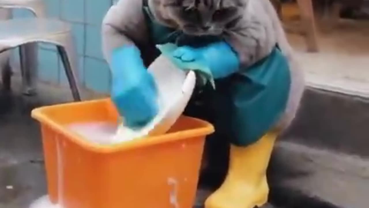 Cats earning their keep and getting the dishes done