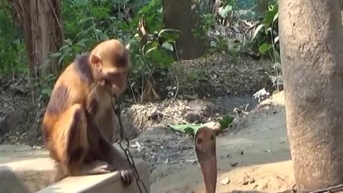Monkey vs Snake fight