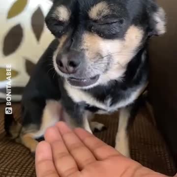 Dramatic dog refuse to spit out what she has in her mouth