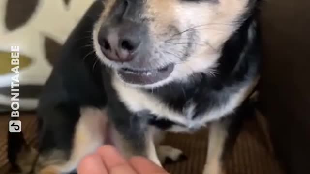 Dramatic dog refuse to spit out what she has in her mouth