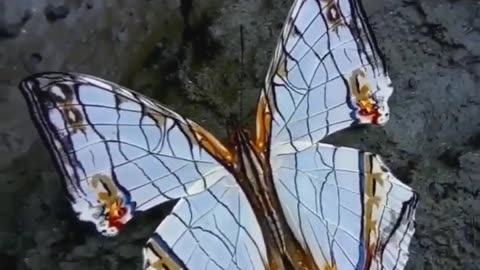 Multi color butterfly #shorts #shortvideo #video #virals #videoviral
