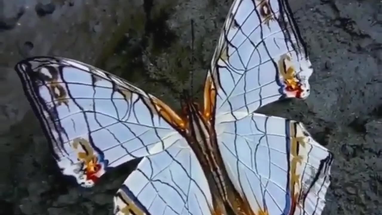 Multi color butterfly #shorts #shortvideo #video #virals #videoviral