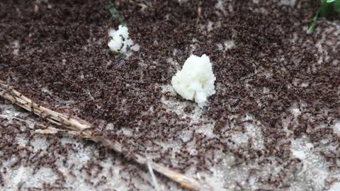 Antz invading the area