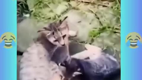 Funniest Cats and Dogs 🐶🐱 | Funny Animal Videos #13