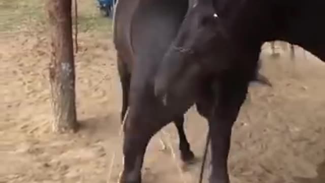 Best wild horses Mare revolutionizing young foals future stallions Horses 55